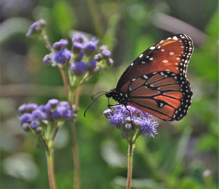 butterfly